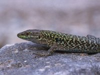 Podarcis siculus 2, Saxifraga-Edo van Uchelen